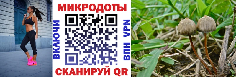 где купить наркоту  Кирсанов  Галлюциногенные грибы Psilocybine cubensis 